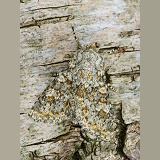 Large Ranunculus Moth camouflaged