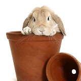 Sandy Lop rabbit in a flowerpot