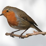 Robin on a branch