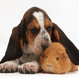 Basset Hound pup ear over red guinea pig