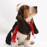 Basset Hound pup wearing a Santa hat and scarf
