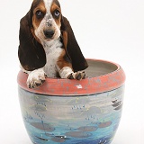 Basset Hound pup in a plant pot