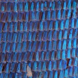 Morpho Butterfly wing scales