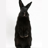 Black rabbit standing up