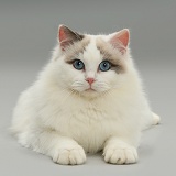 Lilac bicolour Ragdoll cat lying with head up