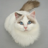 Lilac bicolour Ragdoll cat looking up