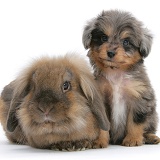 Sheltie x Poodle pup with Lop rabbit