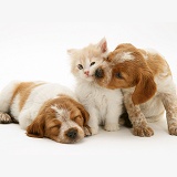 Kitten with Brittany Spaniel pups