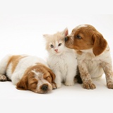 Kitten with Brittany Spaniel pups