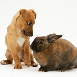 Puppy with dwarf Rex rabbit