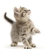 Grey tabby British Shorthair kitten