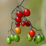 Woody Nightshade berries