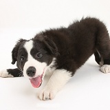 Black-and-white Border Collie pup