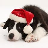 Black-and-white Border Collie pup wearing a Santa hat