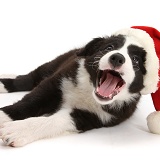 Black-and-white Border Collie pup wearing a Santa hat