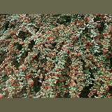 Cotoneaster berries