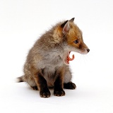 Cute little Red Fox cub, yawning