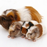 Crested Guinea pig with babies