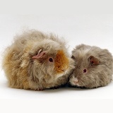 Frizzy Guinea pig and baby