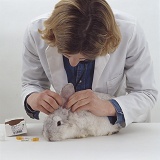 Vet looking in the ears of a rabbit