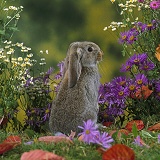 Agouti French lop-eared rabbit amongst colourful flowers