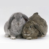 Silver male and Agouti female French lop-eared rabbits