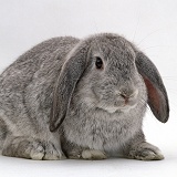 Silver male French lop-eared rabbit