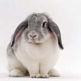 Silver-and-white Angora x French lop-eared rabbit