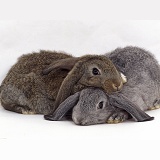 Silver and Agouti lop-eared rabbits lying together