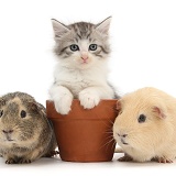 Guinea pigs and Maine Coon-cross kitten in a flowerpot