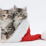 Maine Coon-cross kittens in a Santa hat
