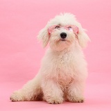 Bichon Frise wearing pink glasses