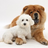 Bichon Frise and Chow Chow dog