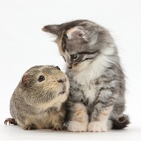 Guinea pig and Maine Coon-cross kitten