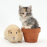 Guinea pig and Maine Coon-cross kitten in flowerpot