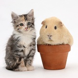 Maine Coon-cross kitten and Guinea pig in flowerpot
