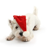 Playful Westie wearing a Santa hat