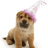 Shar-pei pup wearing a birthday party hat