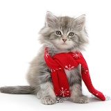 Maine Coon kitten wearing a Christmas scarf