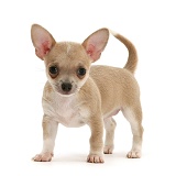 Smooth-haired Chihuahua pup