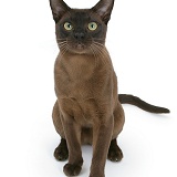 Burmese male cat sitting