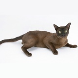 Burmese male cat lying with head up