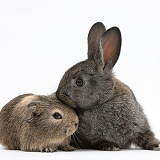 Baby agouti rabbit and baby yellow-agouti Guinea pig