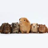 Mother Guinea pig and four baby Guinea pigs