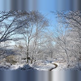 Snow on young birch trees