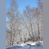 Snow on young birch trees