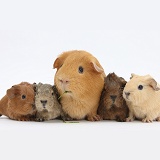 Red mother Guinea pig with four colourful babies