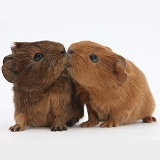 Baby red Guinea pigs kissing