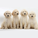 Four Labradoodle pups, 9 weeks old