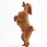 Red Toy Poodle standing up on hind legs